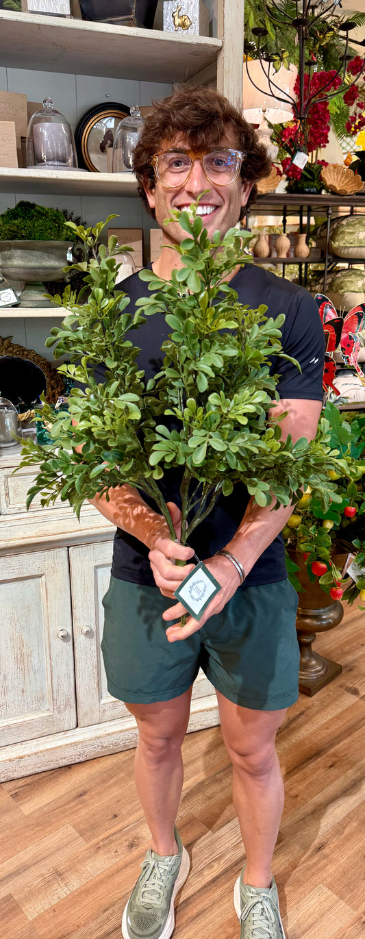 Boxwood bush. UV proof. 24inches