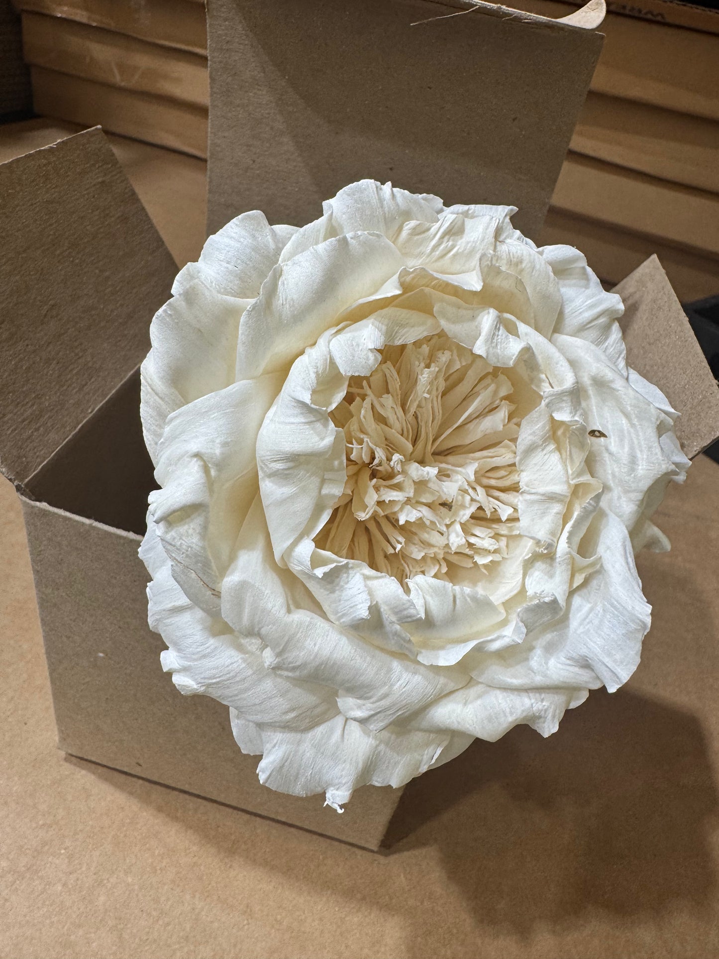 Southern Belle Paper Flower for Diffuser