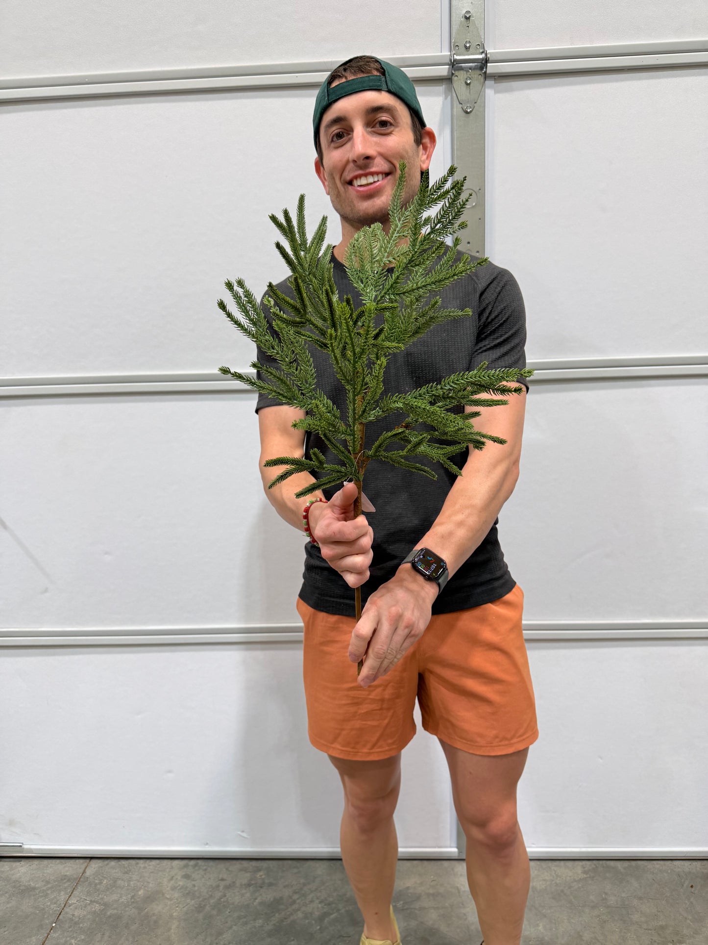 24"L Willow/Norfolk Pine Spray
