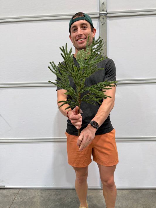 24"L Willow/Norfolk Pine Spray