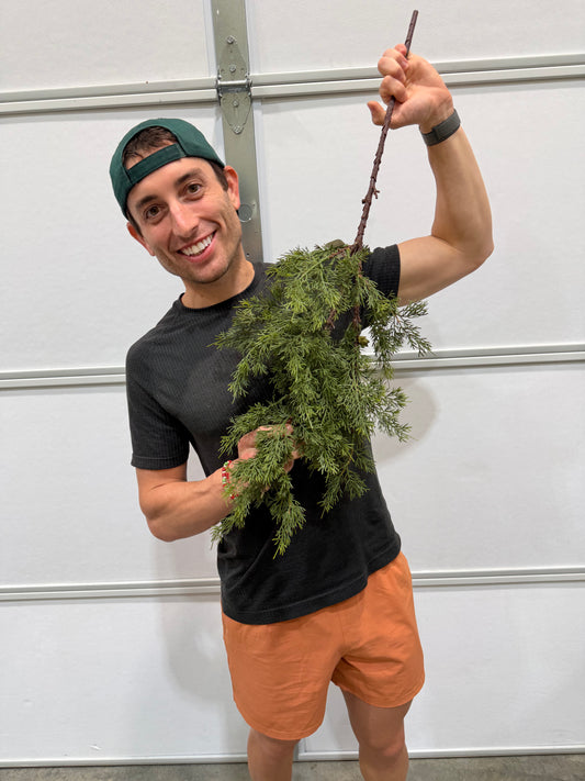 34"L Cedar/Cone Buds Spray