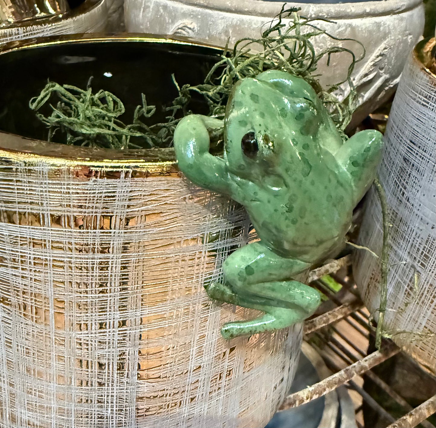 Hanging Green Frog